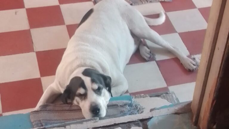 Liberan a militar que disparó y mató a perrito en Venustiano Carranza