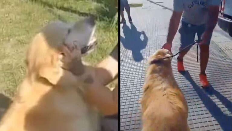 Rescatan a un golden retriever, de ser “la cena” de su dueña en Argentina