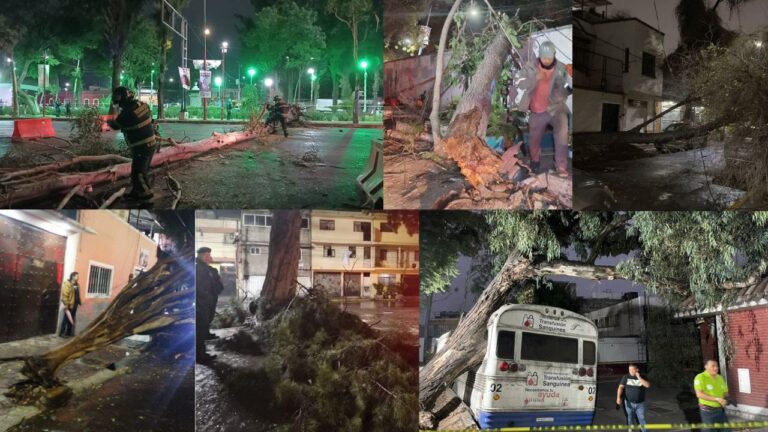 Tormenta eléctrica en CDMX: fuertes vientos y lluvia dejan 21 árboles caídos