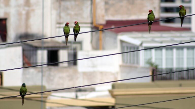 Aves caen muertas por altas temperaturas en Tamaulipas y San Luis Potosí