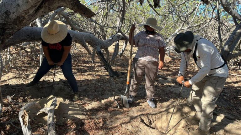 Localizan 13 fosas y 10 cuerpos en una semana en BCS