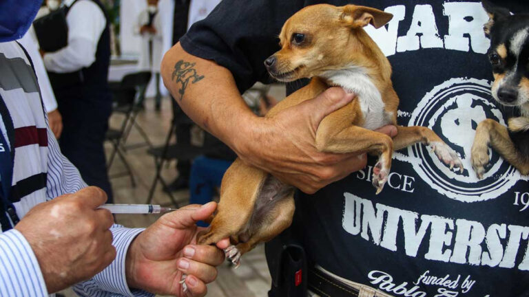 UNAM tendrá vacunación antirrábica gratuita a mascotas; ¿cuándo y dónde será?