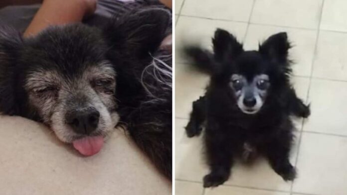 Exigen justicia para Moni, perrita hallada enterrada en jardín de vecina en Coyoacán