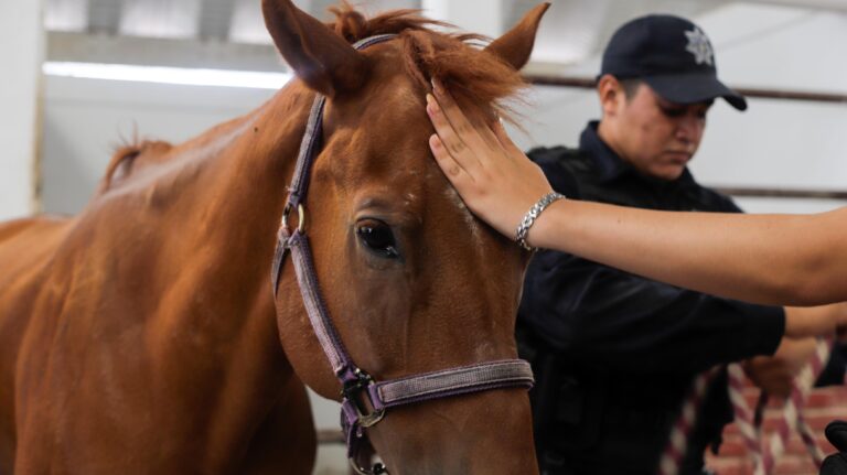 Recuperan la salud 4 equinos que sufrían maltrato y fueron rescatados por la Policía Montada de Ecatepec