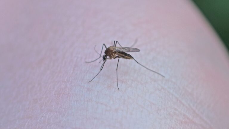 Casos de dengue en Edomex aumentan 128% en tres semanas