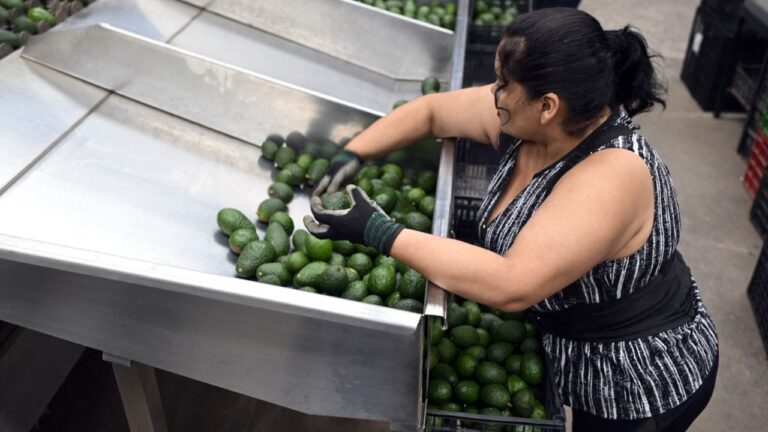 Hoy se normalizan exportaciones de aguacates y mangos a EUA: AMLO