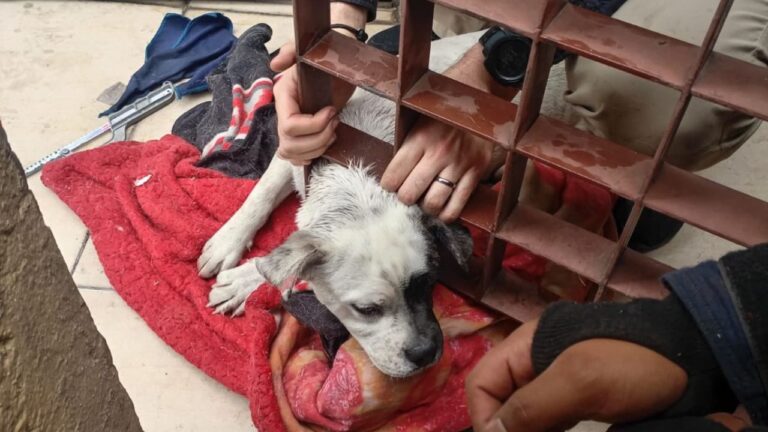 Perrito se queda atorado en puerta; bomberos lo rescataron