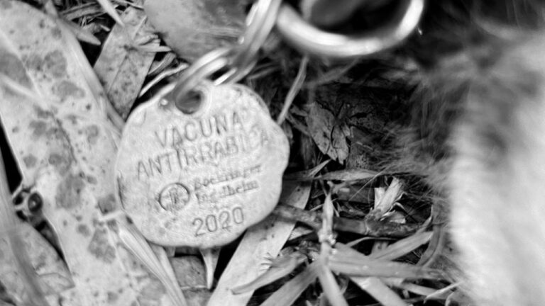 Último perrito hallado muerto en el Bosque de Nativitas desapareció el martes