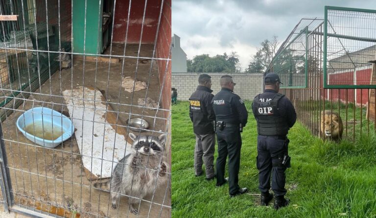 Rescatan a león, mapaches y caninos en Zinacantepec