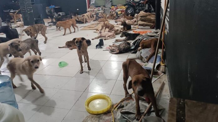Dan refugio temporal a perritos callejeros en Quintana Roo por “Beryl”
