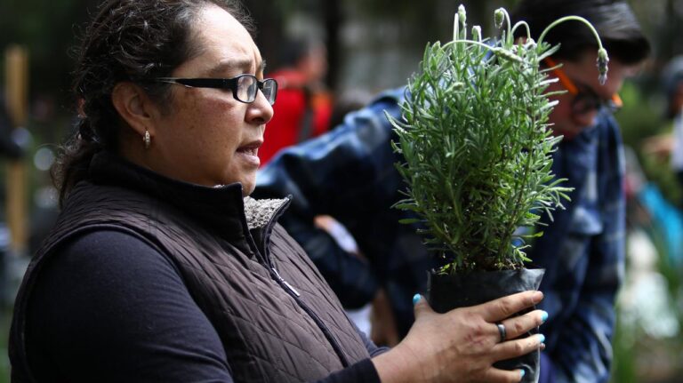 Huixquilucan impulsa reforestación de parques para proteger el medio ambiente
