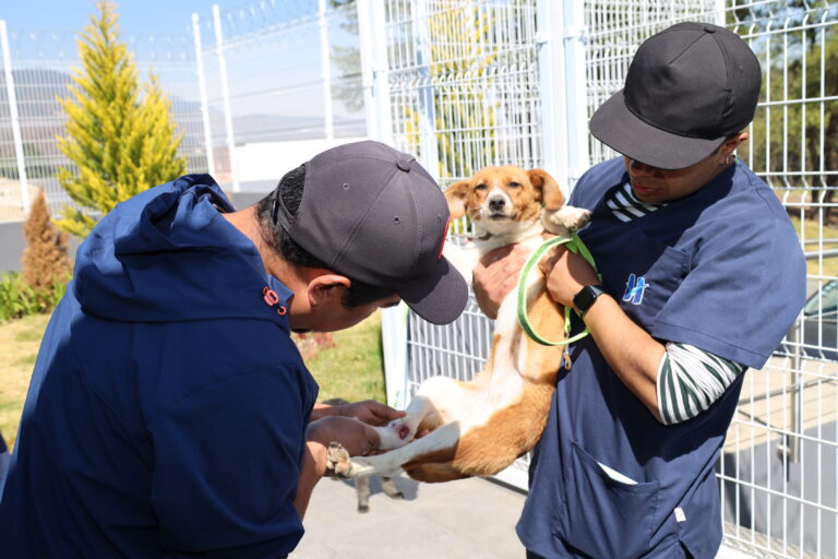 Huixquilucan cuida salud de perros y gatos con consultas médicas gratuitas