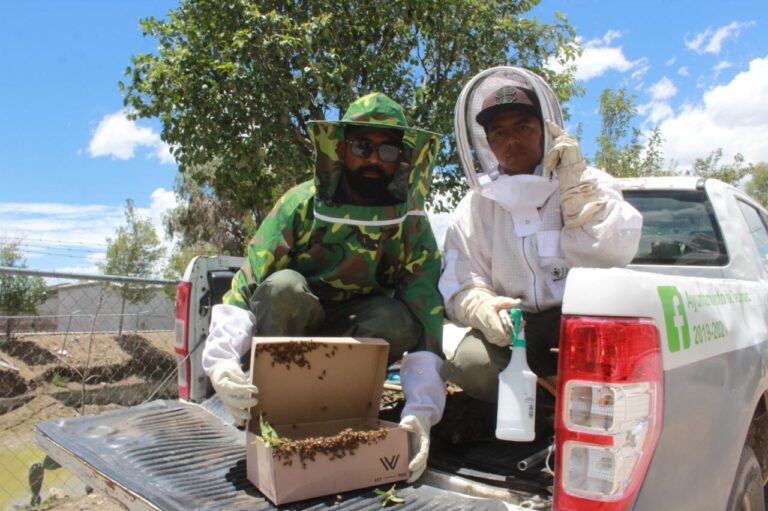 Rescatan en Tecámac 26 Panales de Abejas en lo que va del año