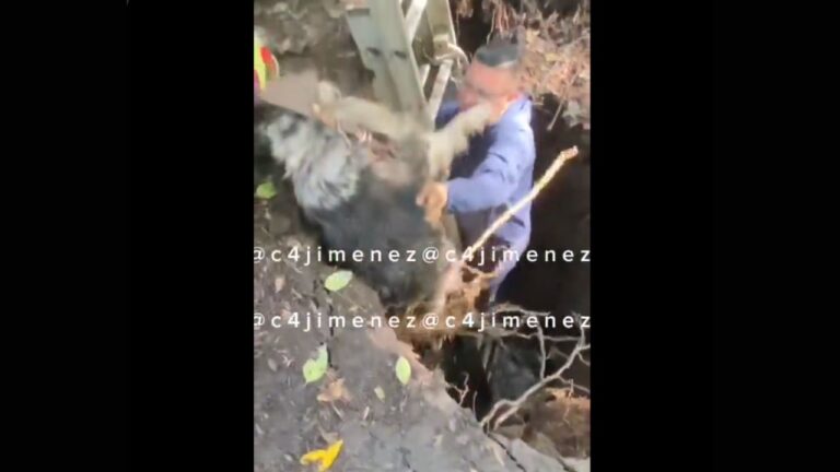 Policía de la CDMX rescata a perrito de socavón en la Roma Sur