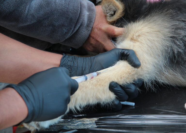Huixquilucan Implementa Esterilización de Perros y Gatos para su Protección y Prevención de Problemas de Salud Pública