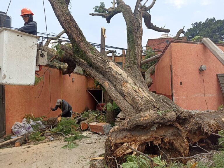 Personal de Naucalpan despeja calles y retira árboles derribados tras la tormenta de ayer