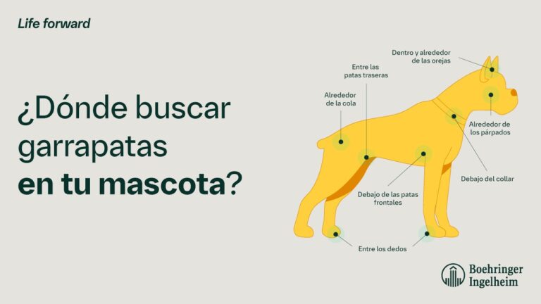 Dónde buscar garrapatas en tu mascota