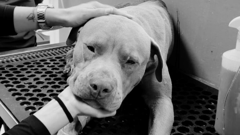 Exigen justicia para “Jefazo”, perrito que murió tras ataque con machete en Hidalgo