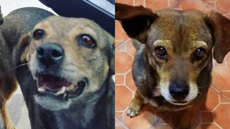 Perrita muere tras ser atropellada por segunda vez por el mismo conductor