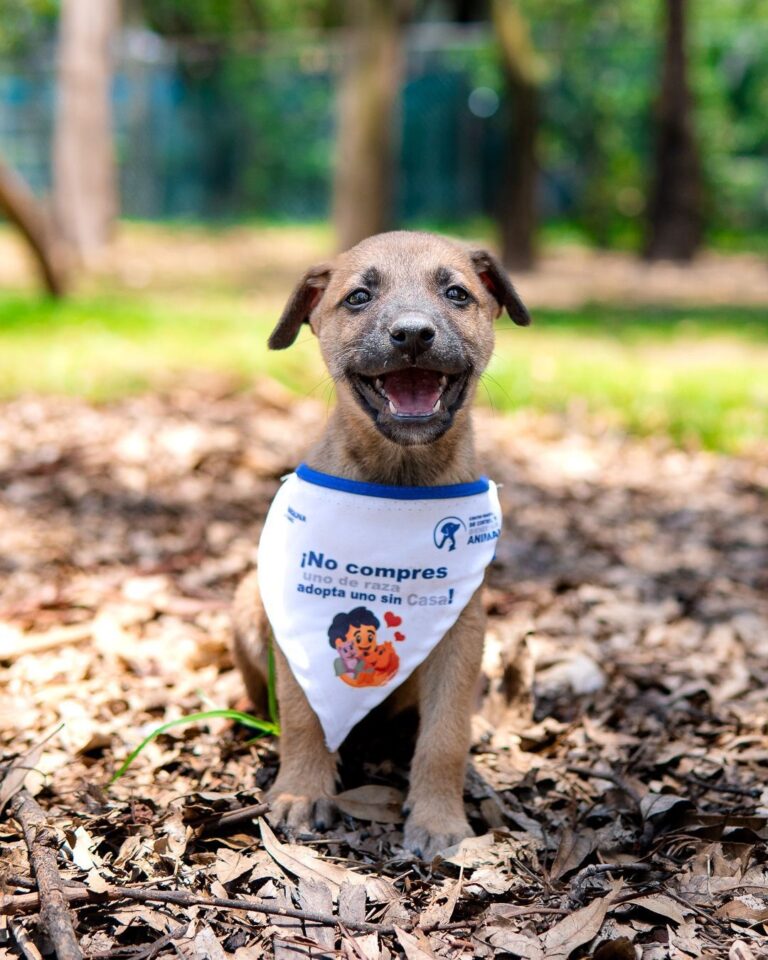 Organizan Jornada de Adopción de Cachorros en Parque Naucalli