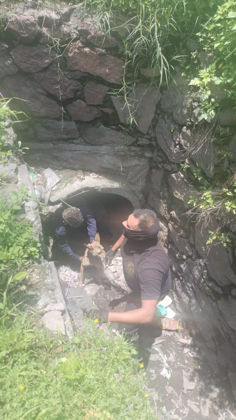 Bomberos y Protección Animal de Tlalnepantla Rescatan a Perro Atrapado en Drenaje