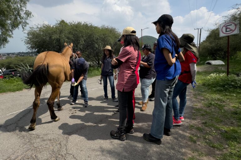 Especialistas de la UNAM atienden a caballos maltratados Rescatados por la Policía de Ecatepec