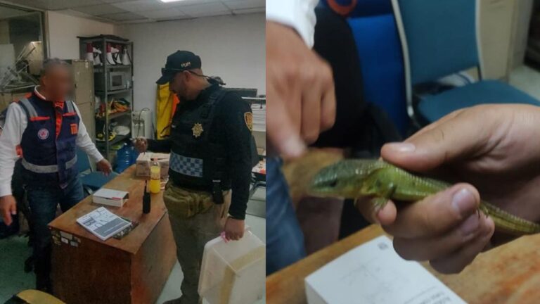 Resguardan a lagarto encontrado en la estación Cuauhtémoc del Metro