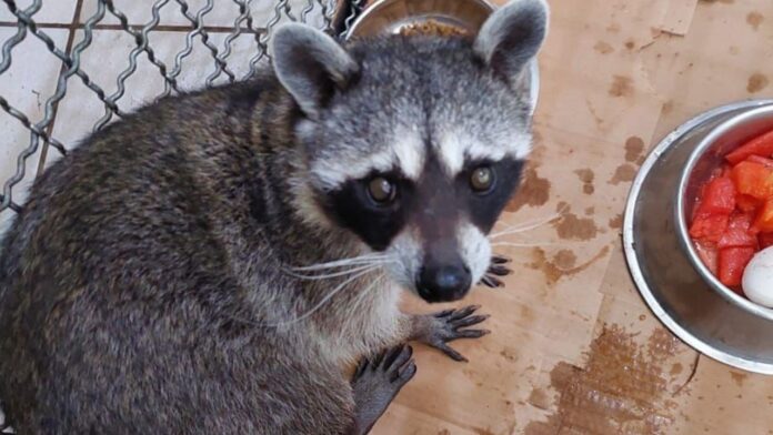 Resguardan a mapache que se encontraba dentro de una vivienda en Iztapalapa