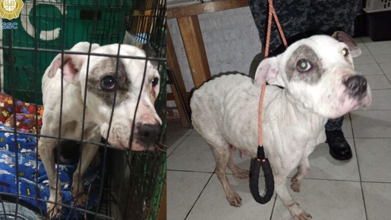 Rescatan a perrita maltratada y a sus cachorros en la Álvaro Obregón