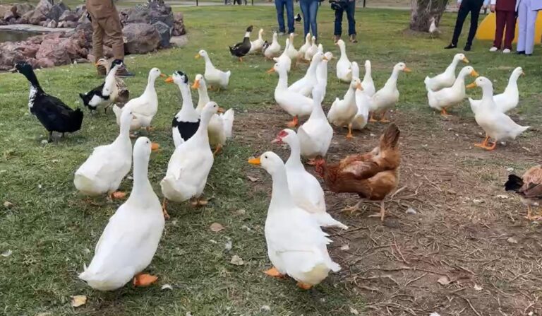 Inauguran en Tecámac “Patolandia” y Santuario de Animal