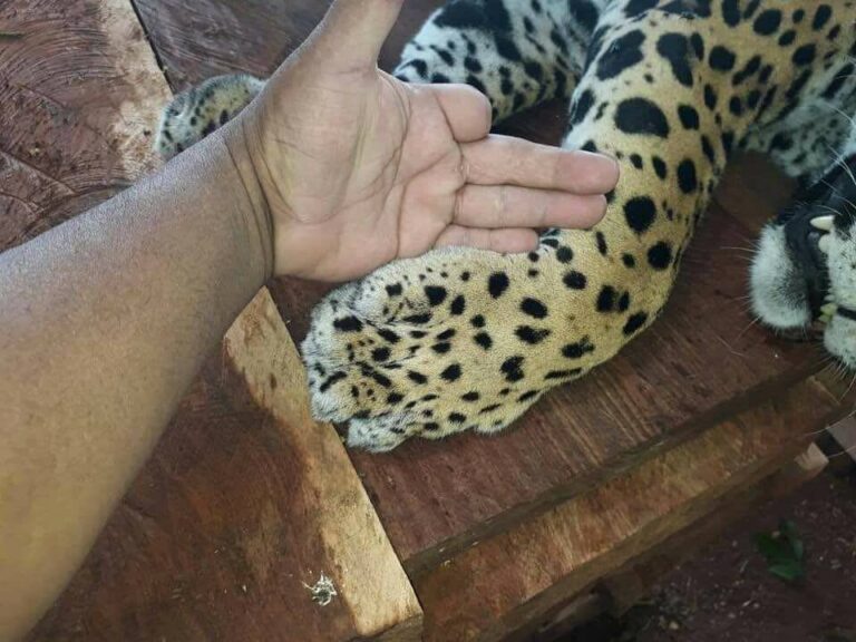 Profepa denuncia ante la FGR sacrificio de un jaguar en Guerrero