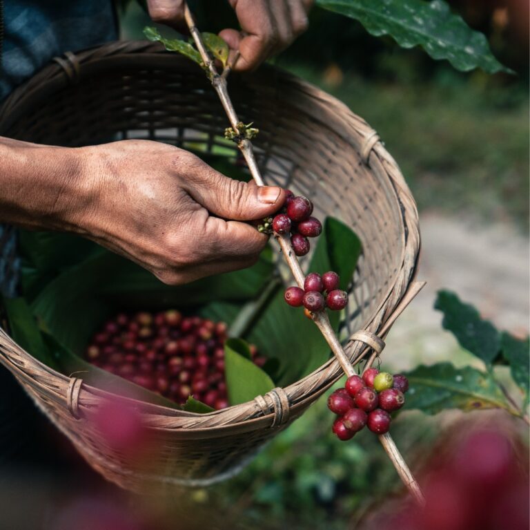 Desde el siglo XVI, las cafeterías albergan discusiones políticas