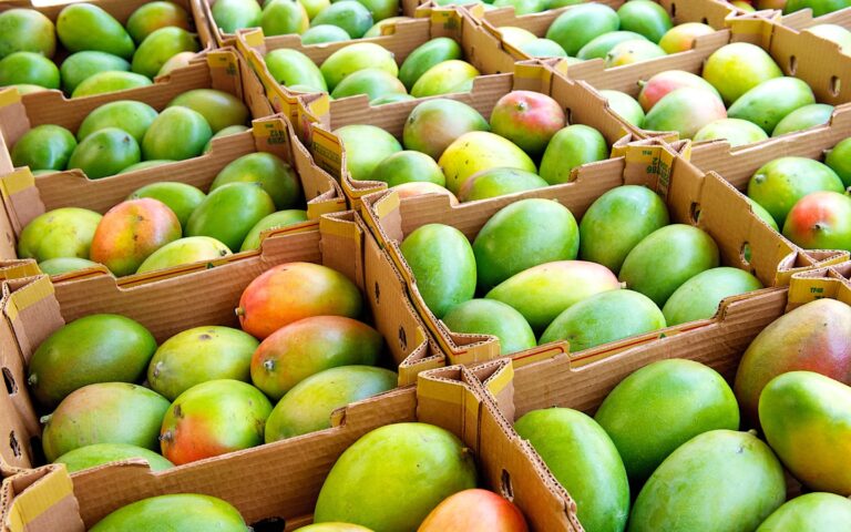 Mazatlán será sede del XIV Simposio Internacional del Mango en 2025