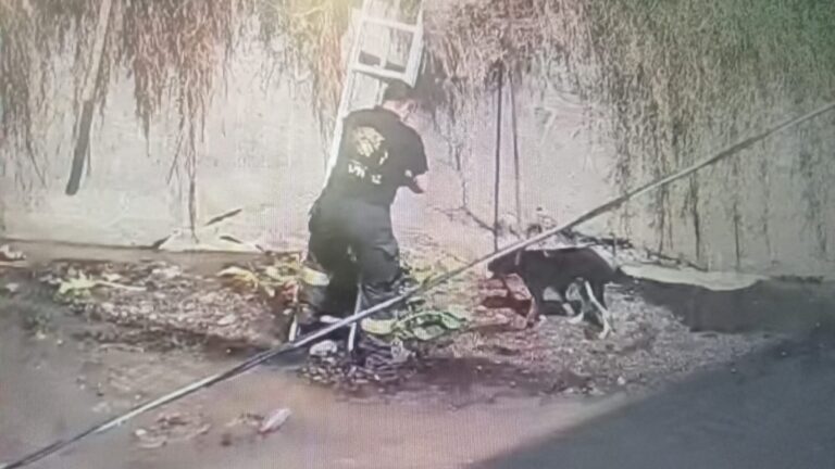 BOMBEROS Y PERSONAL DE SEGURIDAD PÚBLICA DE TLALNEPANTLA RESCATAN Y TRASLADAN A LA CLÍNICA VETERINARIA “HUELLITAS” A UN PERRO QUE CAYÓ AL CANAL