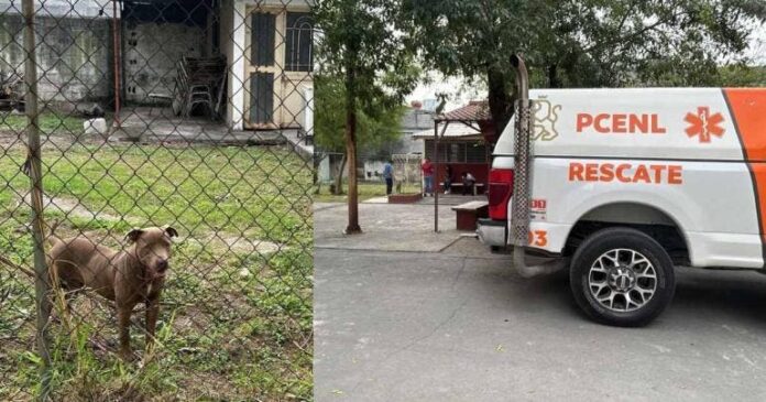 pitbull_ataca_a_tres_estudiantes_de_secundaria_en_monterrey