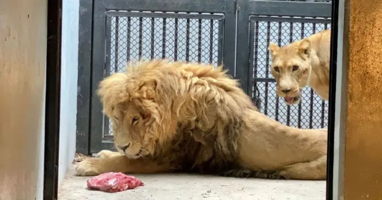 Los felinos de Black Jaguar-White Tiger gozan de buena salud: Sedema