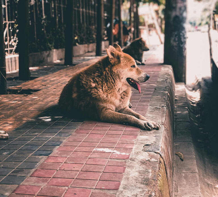 Funeral Pet transforma las cenizas de mascotas en arte para salvar a perros abandonados