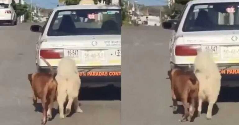 Taxista en Oaxaca amarra a dos perritos a su auto y los arrastra