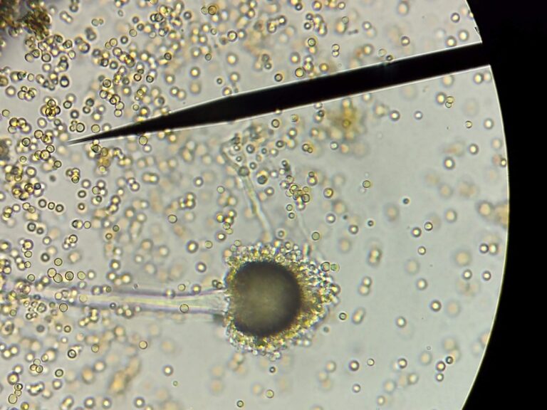 Micotoxinas en alimentos es una amenaza invisible para la salud