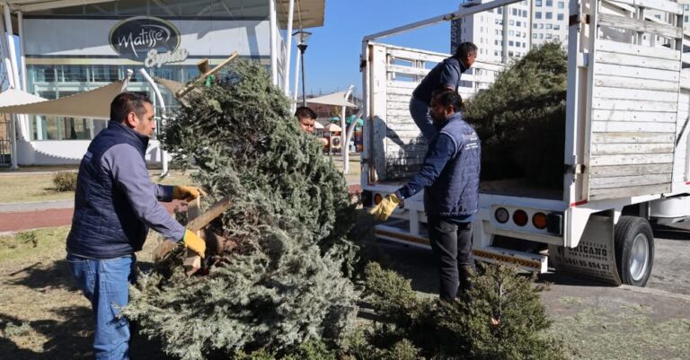 Huixquilucan recicla árboles navideños para cuidar el medio ambiente