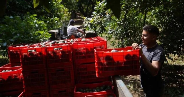 Aguacateros buscan diversificar sus exportaciones ante los aranceles de EU