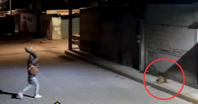Liberan a sujeto que lanzó una piedra al perrito ‘Huesitos’ en Puebla; solo pagó multa