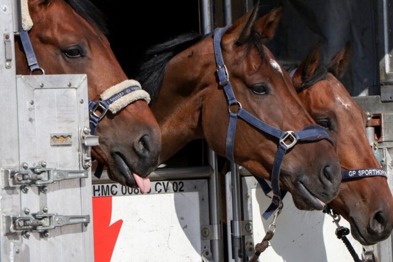 Alerta sanitaria: detectan venta de medicamentos veterinarios falsificados en México
