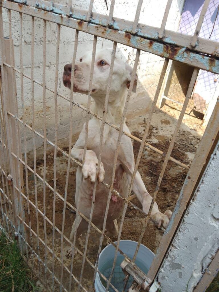 Rescatan a 21 animales víctimas de maltrato en Naucalpan