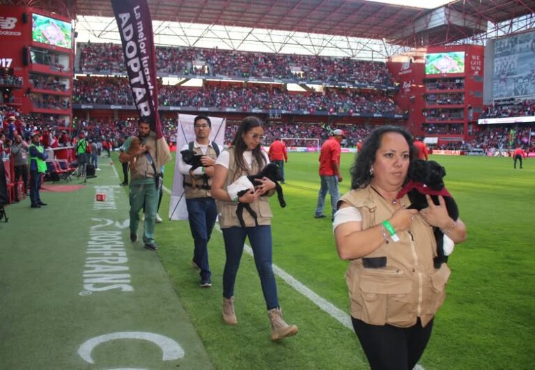 Más de 270 mascotas han sido adoptadas en Edomex