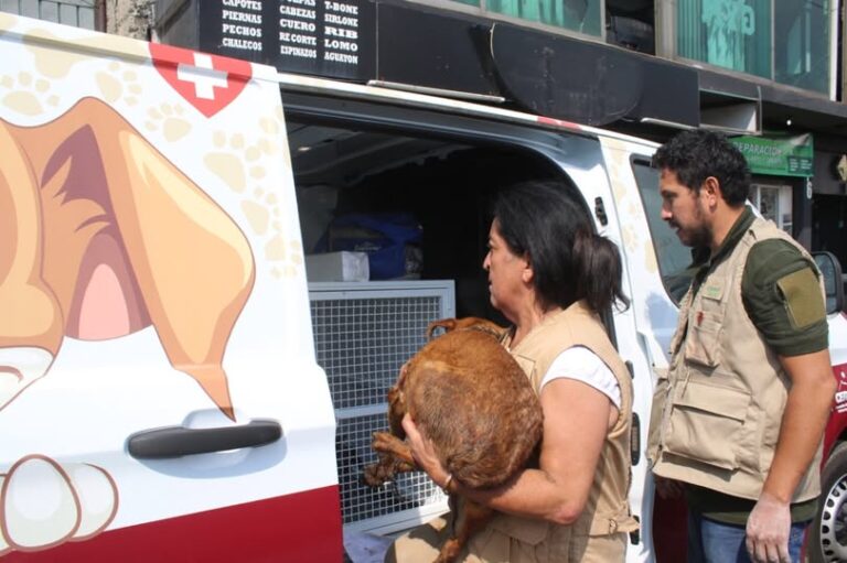 Recibirán atención y rehabilitación108 perros rescatados, víctimas de maltrato en Mexicaltzingo