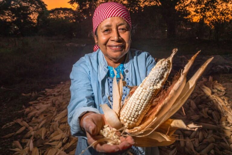 El Programa de Fertilizantes para el Bienestar impulsa la producción, mejora los ingresos y reduce los costos para las y los productores