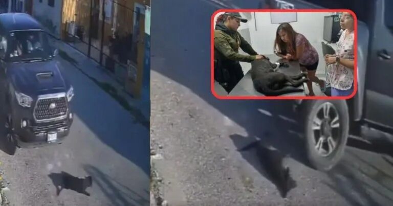 Conductor atropella a perrita en repetidas ocasiones en Yucatán