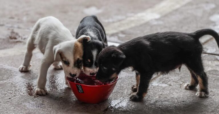 Alertan sobre golpe de calor en animales ante la llegada de la primavera