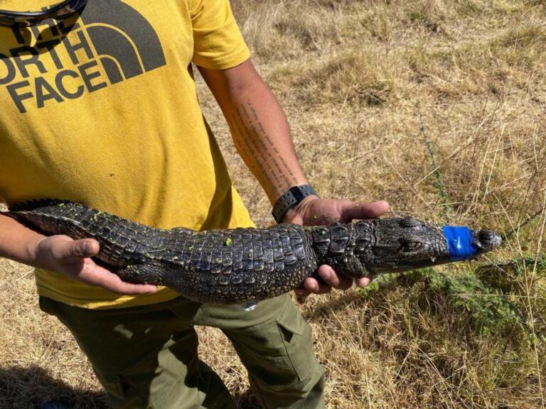 Capturan cocodrilo en el Lago de Guadalupe en Cuautitlán Izcalli Capturan cocodrilo en el Lago de Guadalupe en Cuautitlán Izcalli